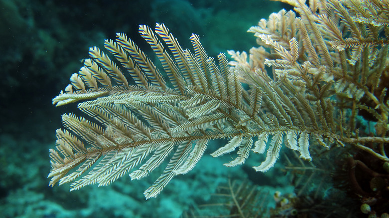 The beige feathery branches of a stinging hydroid against a deep blue background