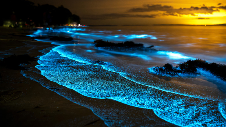 Bioluminescence illuminating a beach