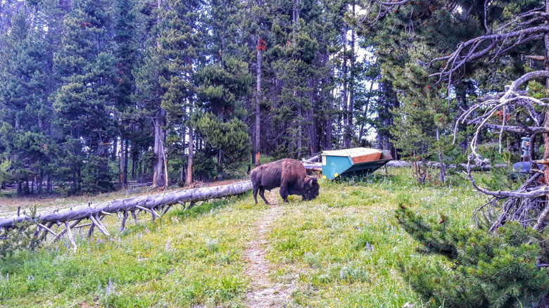 bison grazing in a grass field surrounded by evergreen trees