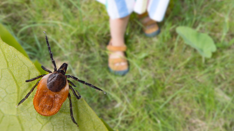 A tick on a leaf