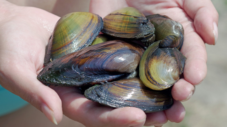 Hands holding pearl mussels with their shells closed