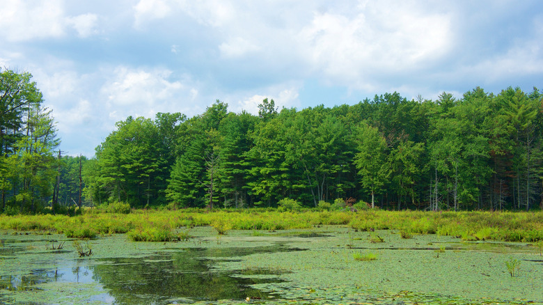 Mossy pond at Assabet River Wildlife Refuge