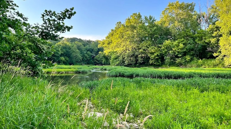A lush wooded area surrounds a scenic waterway at Sugar Creek Nature Park in Indiana