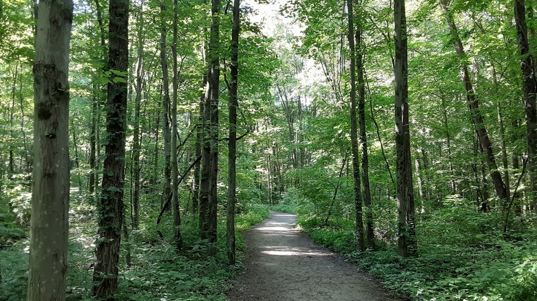 A walking path through a wooded area at Hogback Ridge Park in Sunbury, Ohio
