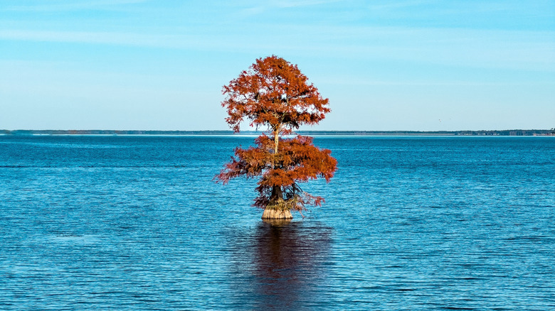 An iconic cypress tree growing in the water in Lake Moultrie.