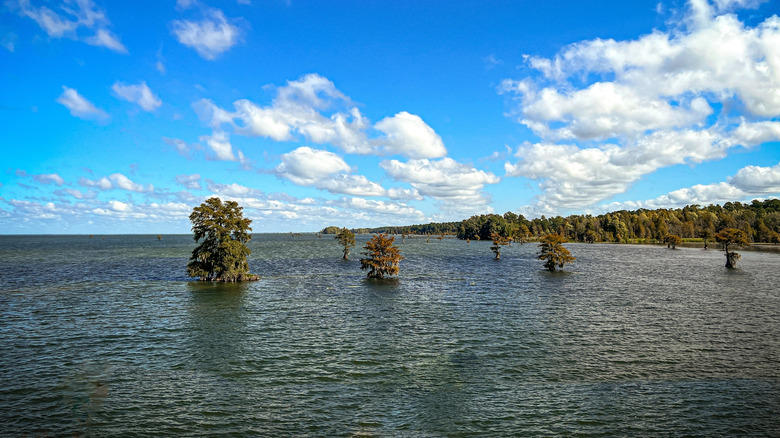 Trees rising out of the water at Lake Moultrie on a sunny day.