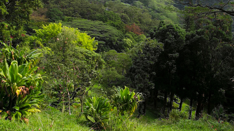 Lyon Arboretum, Hawaii 