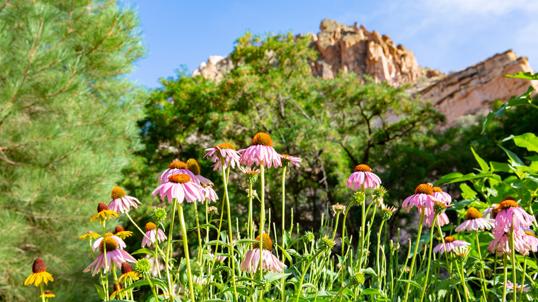 Flowers at Kershaw-Ryan State Park