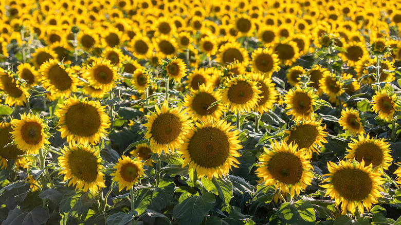 Sunflowers in a field in Winters, California