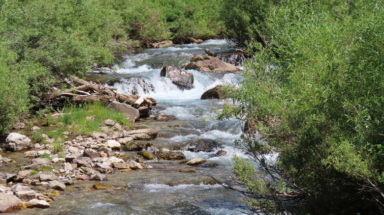 Swift Creek flowing through a lush canyon