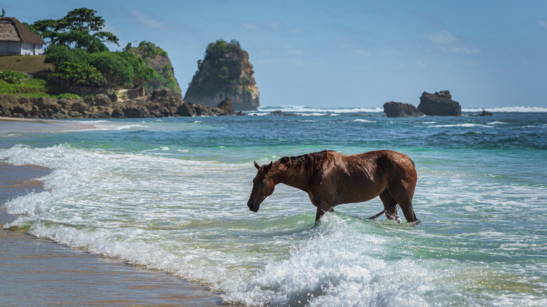 Wild horse wading into the surf on Sumba island