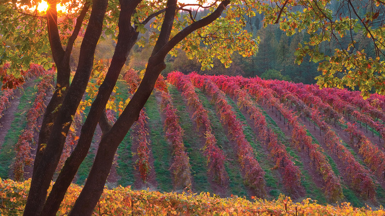 Rolling hills with plant rows, trees, and sun peeking out behind the leaves in El Dorado County.