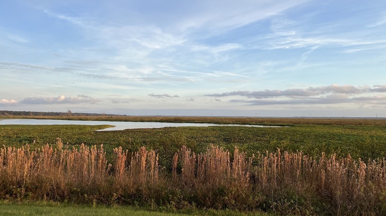 View of the wetlands at ﻿﻿Sweetwater Wetlands Park, Florida