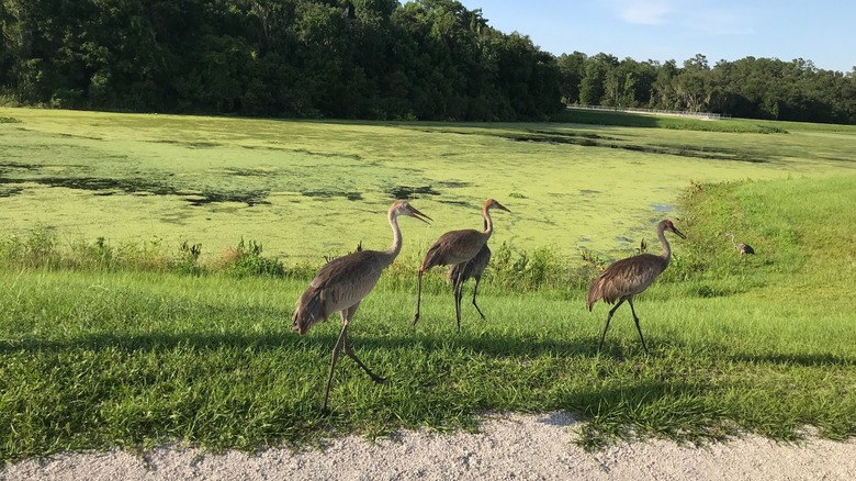 Birds at walking through wetlands at ﻿﻿Sweetwater Wetlands Park, Florida