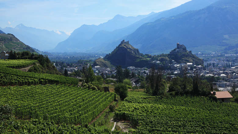 An aerial vineyard view of Sion Switzerland