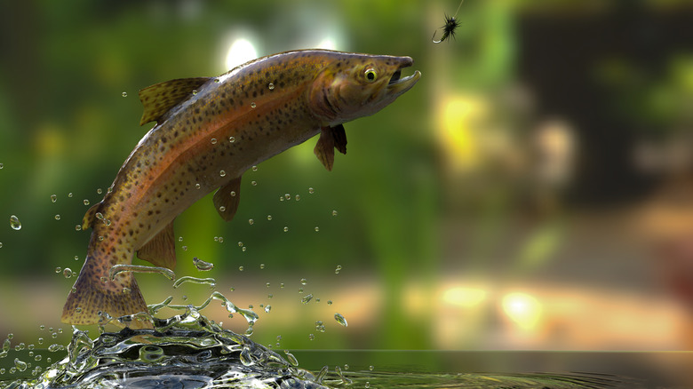 Trout jumping out of water to a lure