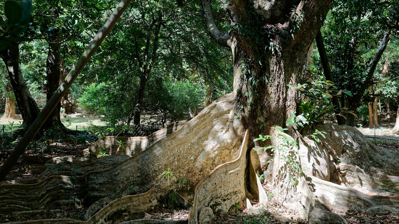 Tree in Kenting National Forest Recreation Area in Taiwan