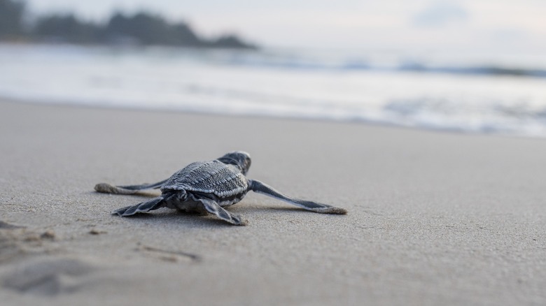 Leatherback turtle on the beach