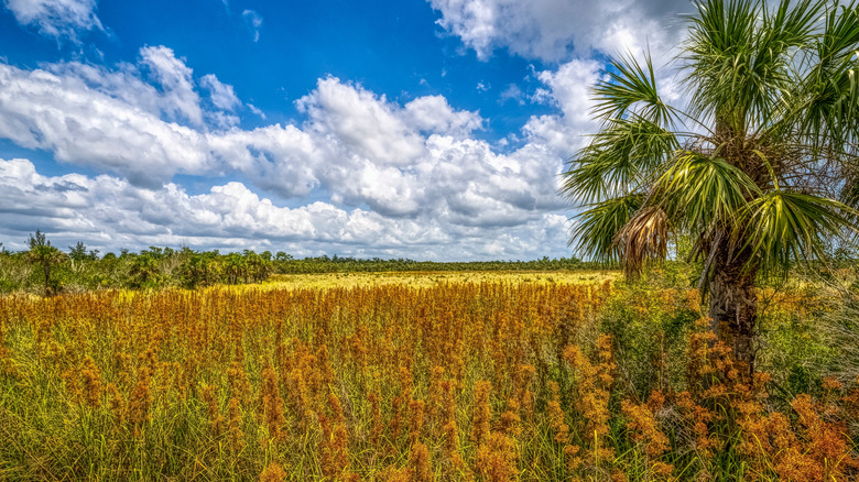 Expansive wetlands stretch beneath dramatic blue skies filled with towering clouds at Faxahatchee Strand Preserve State Park