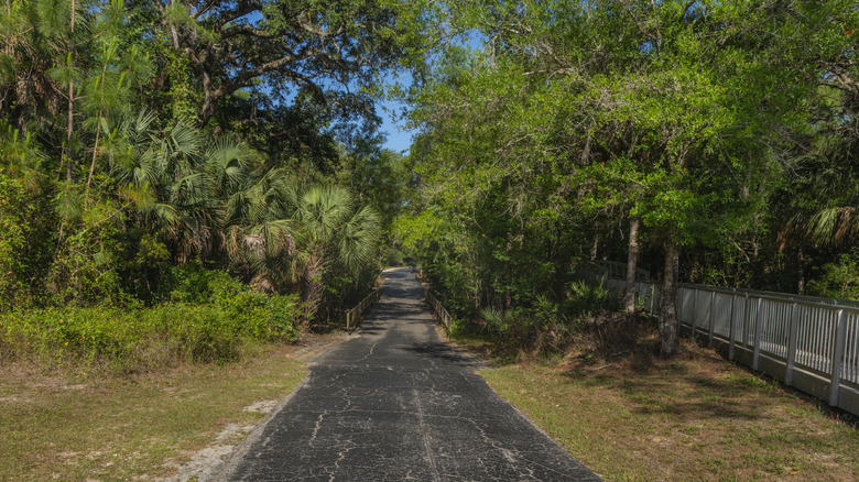 Concrete trail in Hillsborough River State Park Tour