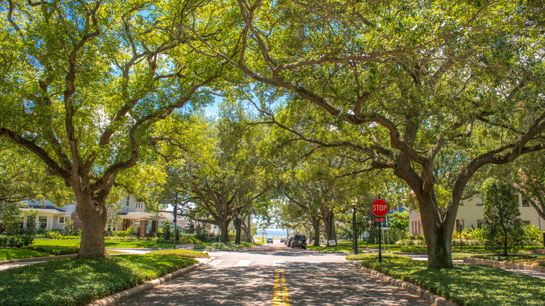 Tree-lined street with stop sign and elegant villas in the distance, Tampa's Hyde Park