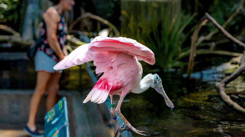 A roseate spoonbill housed at the Florida Aquarium in the Channel District, Tampa