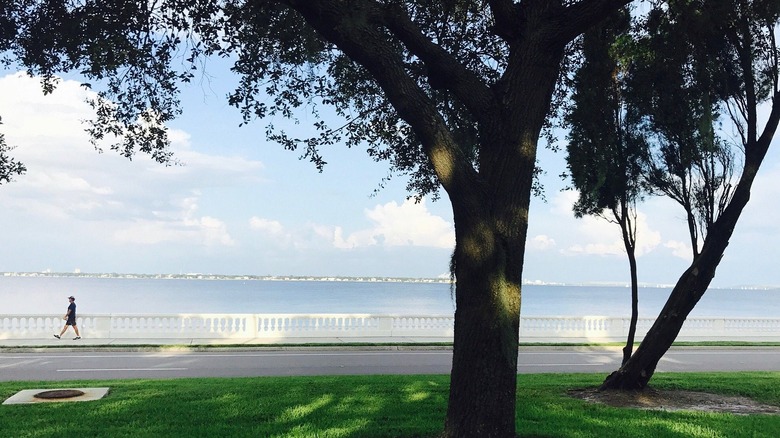 A view from a yard in Tampa's Palma Ceia neighborhood overlooking the water and Bayshore Greenway