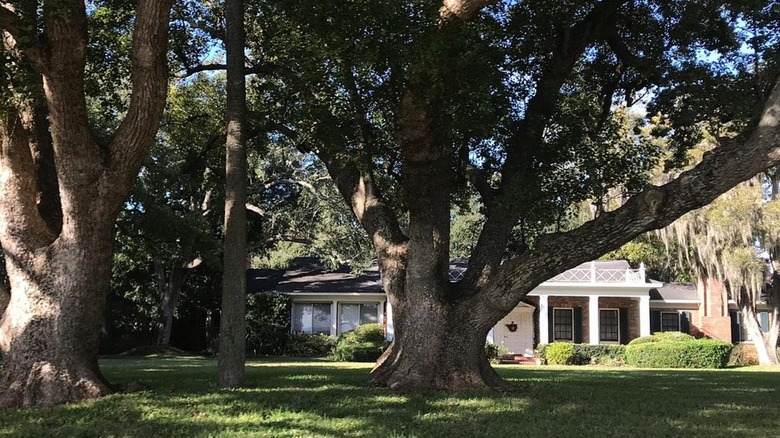 Tree-lined streets with historic and modern homes set back from the street in Palma Ceia, Tampa