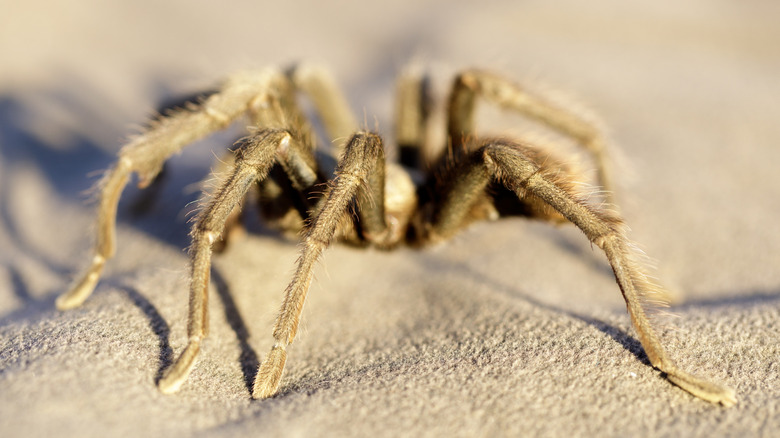 A male tarantula in Mount Diablo State Park is on the prowl for a mate during "tarantula season"