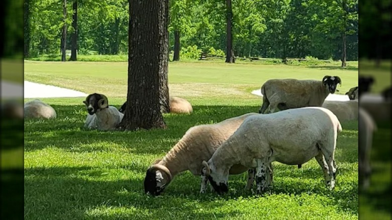 Sheep on the course at the President's Reserve at Hermitage Golf Course in Nashville
