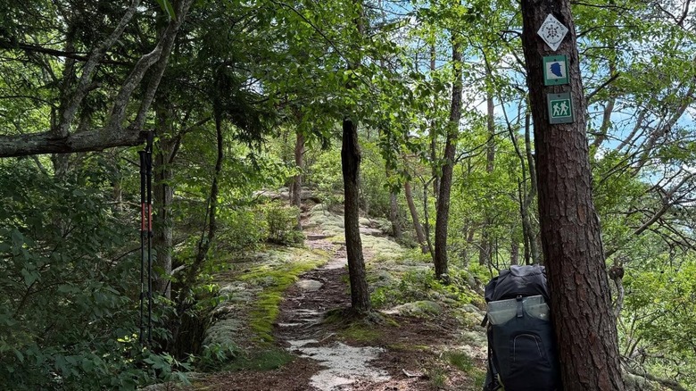Tree-lined path with backpack against tree
