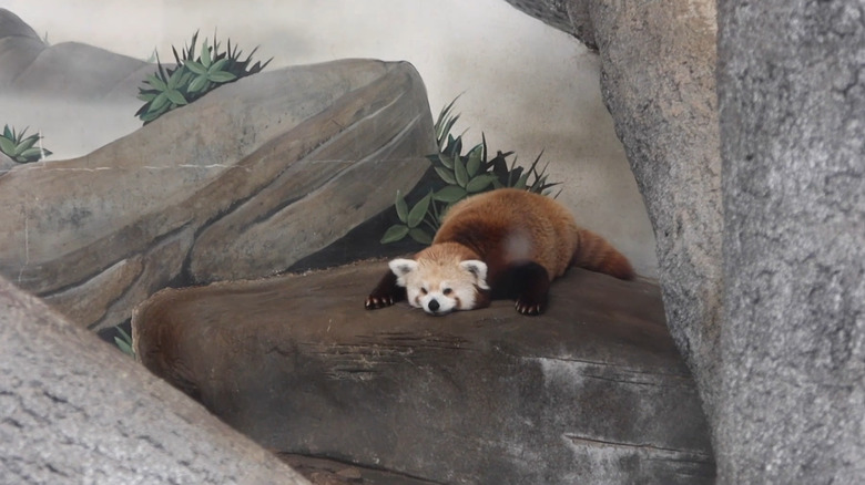 Red panda resting on a rock at the Chattanooga Zoo