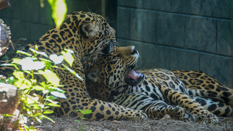 Jaguars cuddling at the Chattanooga Zoo in Tennessee
