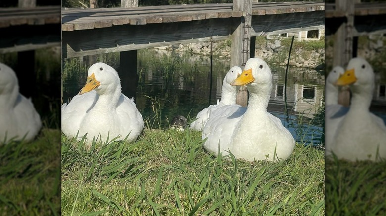 Ducks in the Webb Banks Passive Park