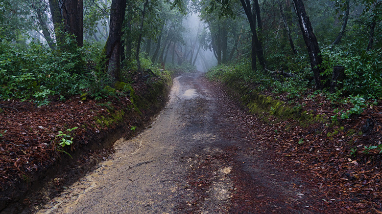 An uphill hike route in a dense forest