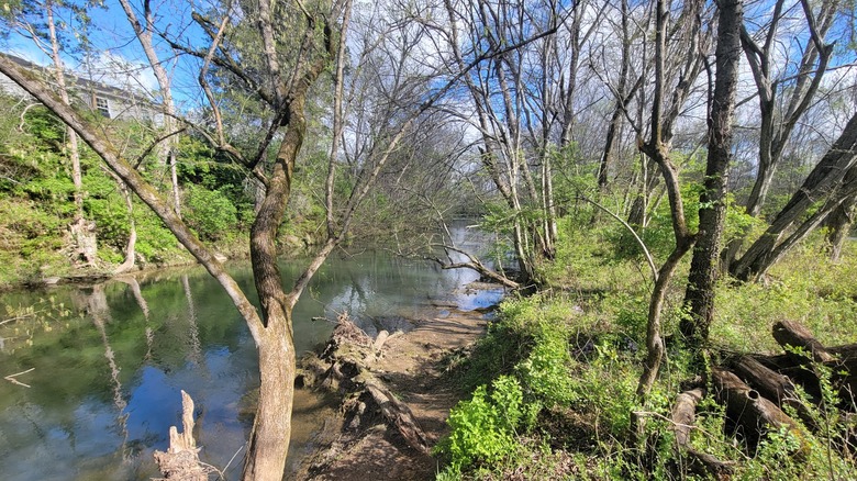 Natural area at Charlie Daniels Park, with trees flanking the Cedar Creek