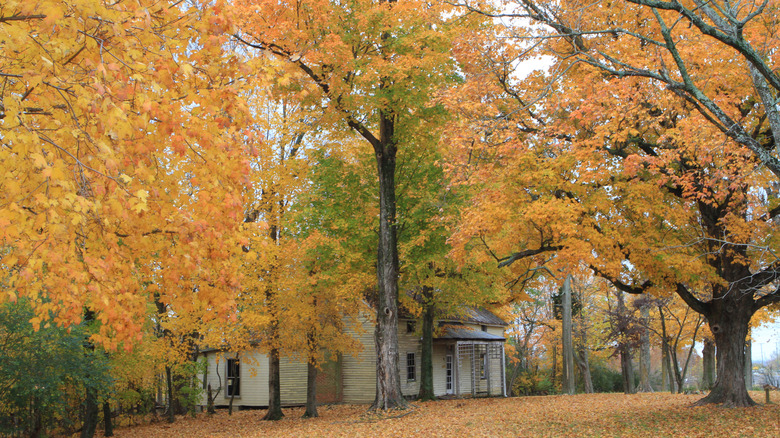 Fall foliage scenery near Mt. Juliet, Tennessee, surrounding an old home