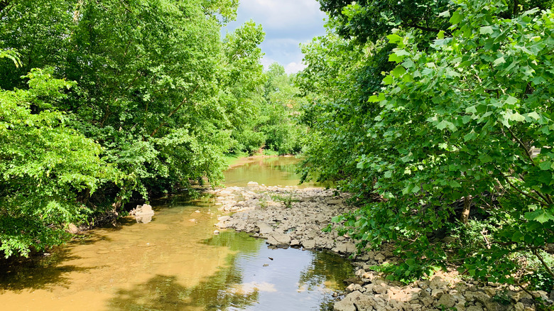 Trees and a creek in Hendersonville, Tennessee