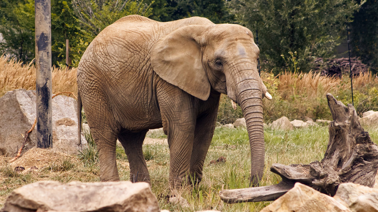 An elephant in a zoo