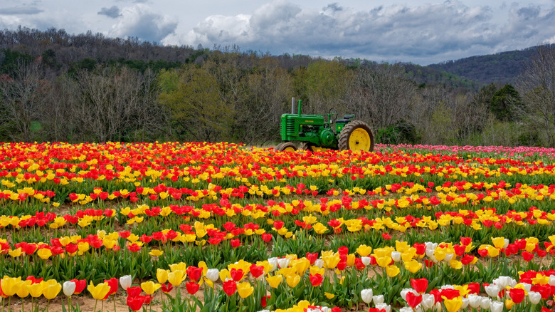A tractor in the field of colorful bright flowering tulips in Sparta, Tennessee