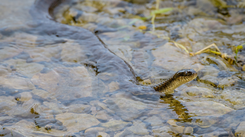 Northern water snake in shallow water