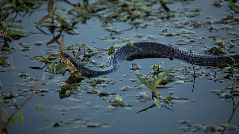 Cottonmouth snake in water