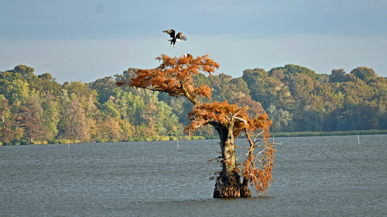 Cypress tree with eagles flying overhead at Reelfoot Lake, Tennessee