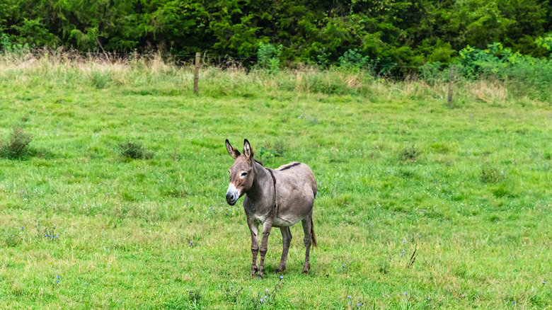 Mule grazing in a meadow