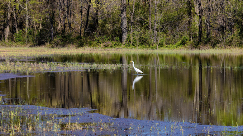 A hunting egret sands in flood waters near Reelfoot Lake in Tiptonville, Tennessee