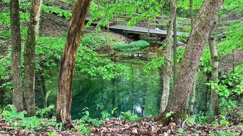 Blue Spring Hole wooded area