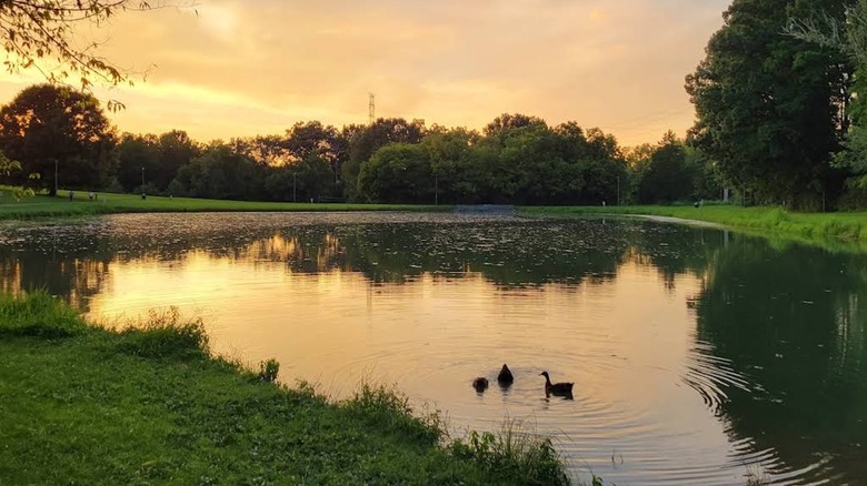 Ducks swimming in water at sunset at Athens Regional Park