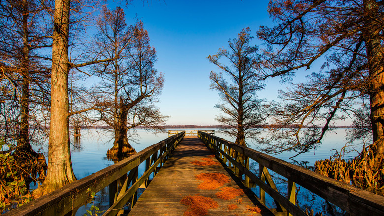 A scene from Reelfoot Lake in Tennessee