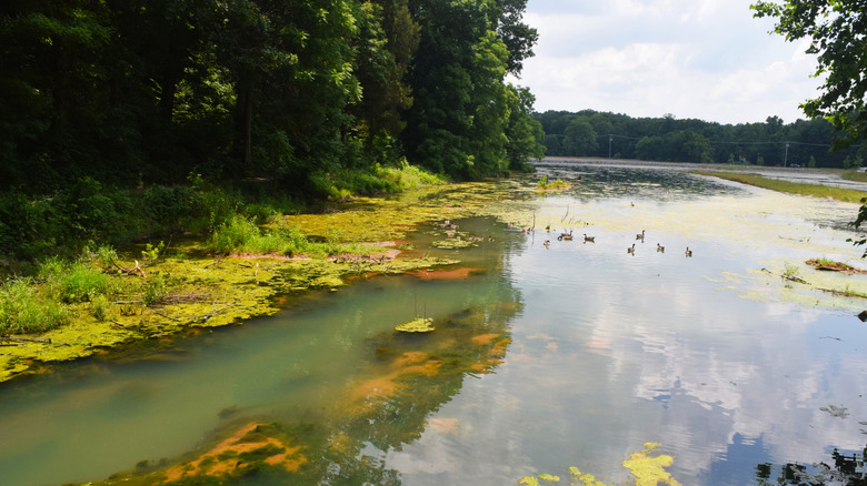 Tennessee's Scenic State Park In Clarksville Offers Hiking Trails, Cave Tours, And Prehistoric Art