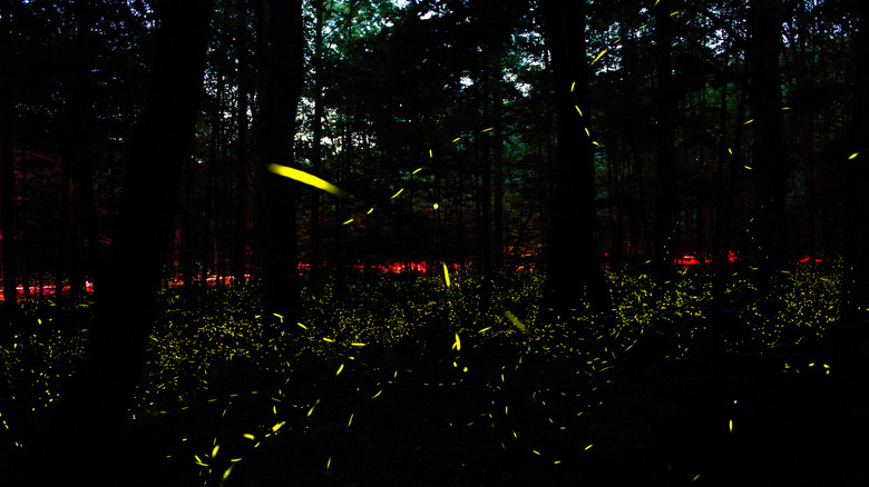 Yellow lights of fireflies in a dark forest